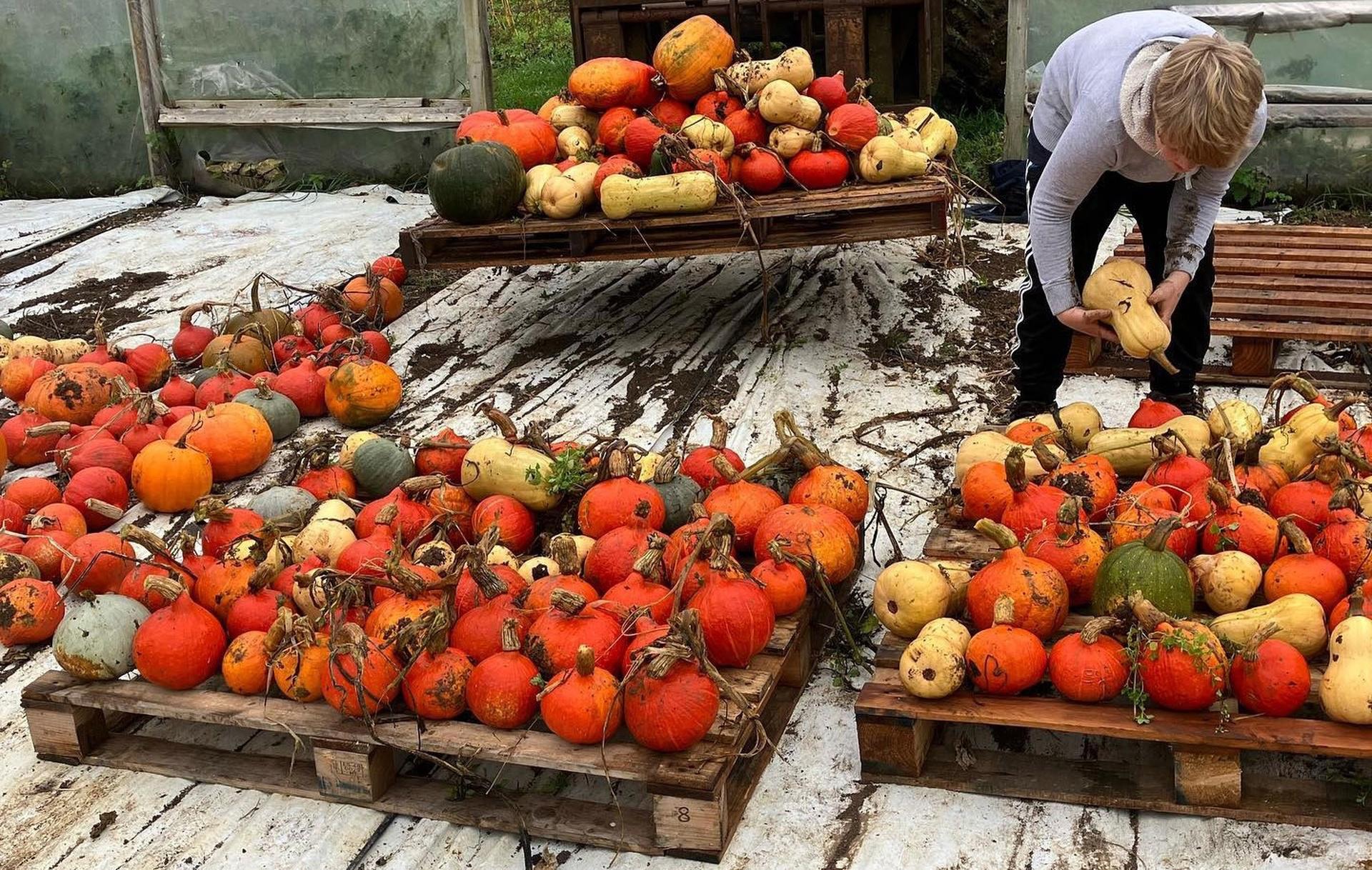 Purton House Organics - Swindon