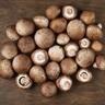 Mushroom: Chestnut