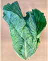 Cabbage: Spring Greens