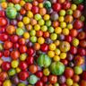 Tomato: Heirloom Mix