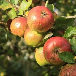 Image of FRUIT Box Large