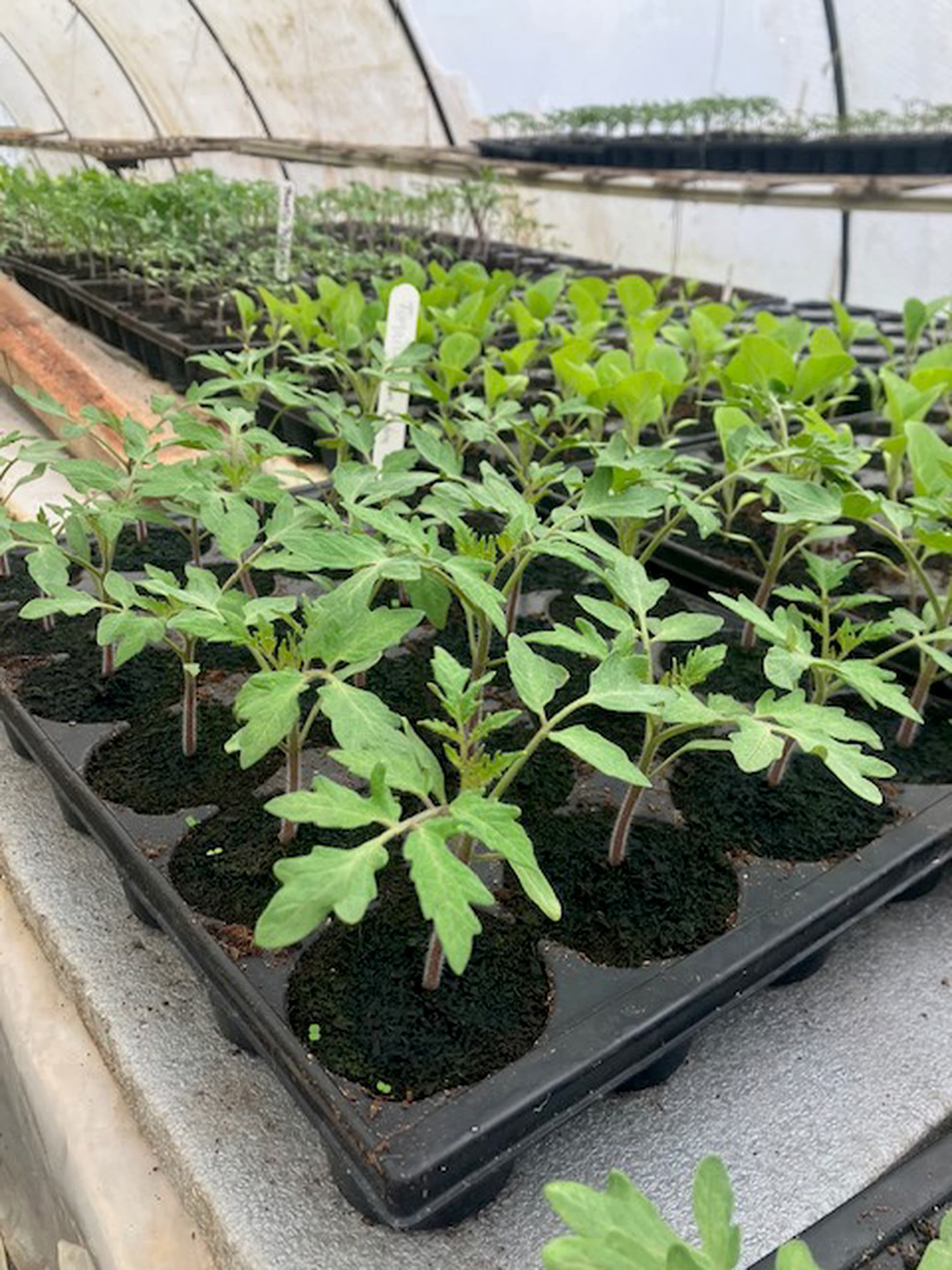 Tomato Plant
