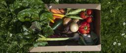 Image of veg box FAMILIAR FAVOURITES