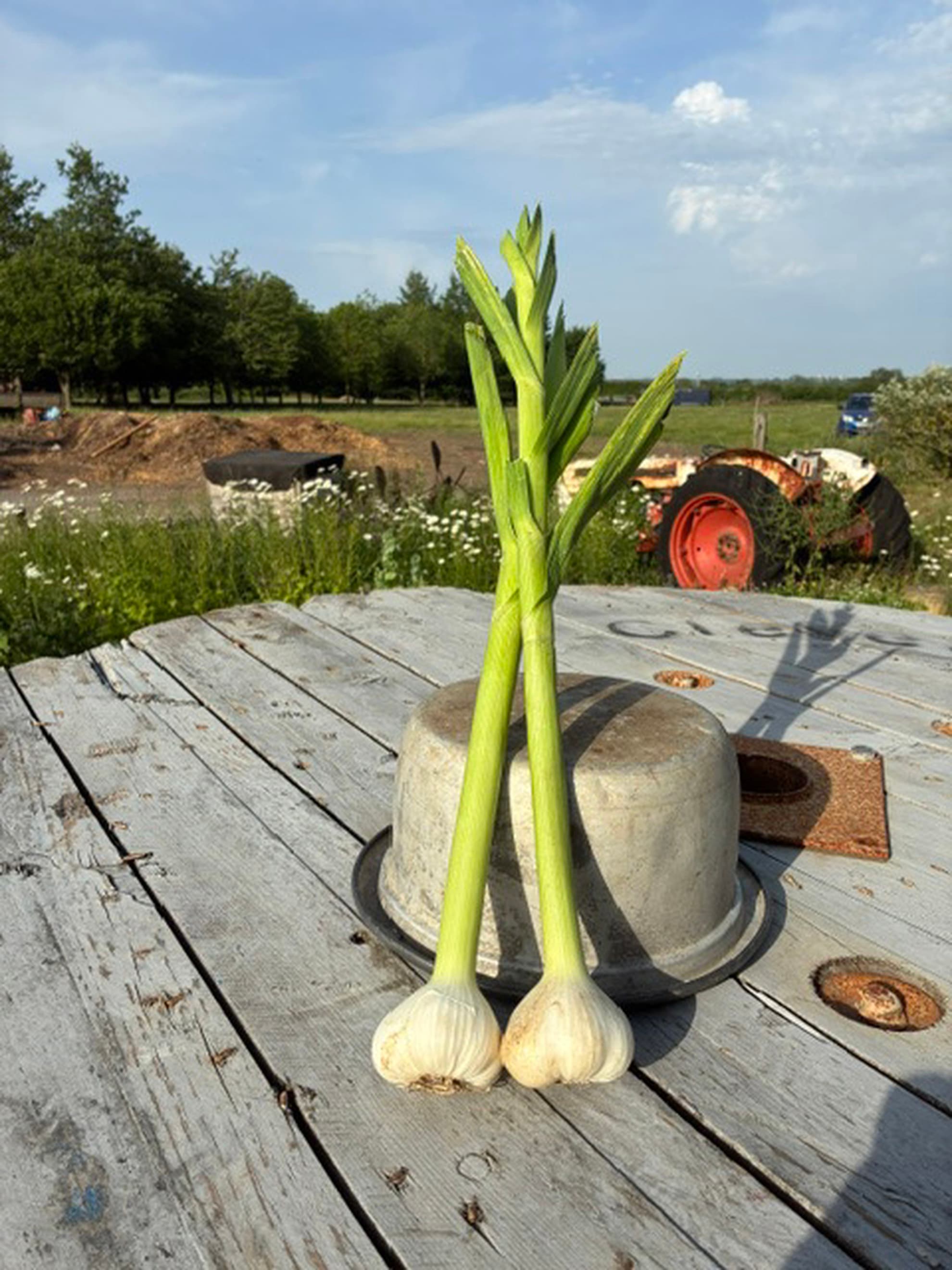 vGarlic - Bunch Fresh Bulb
