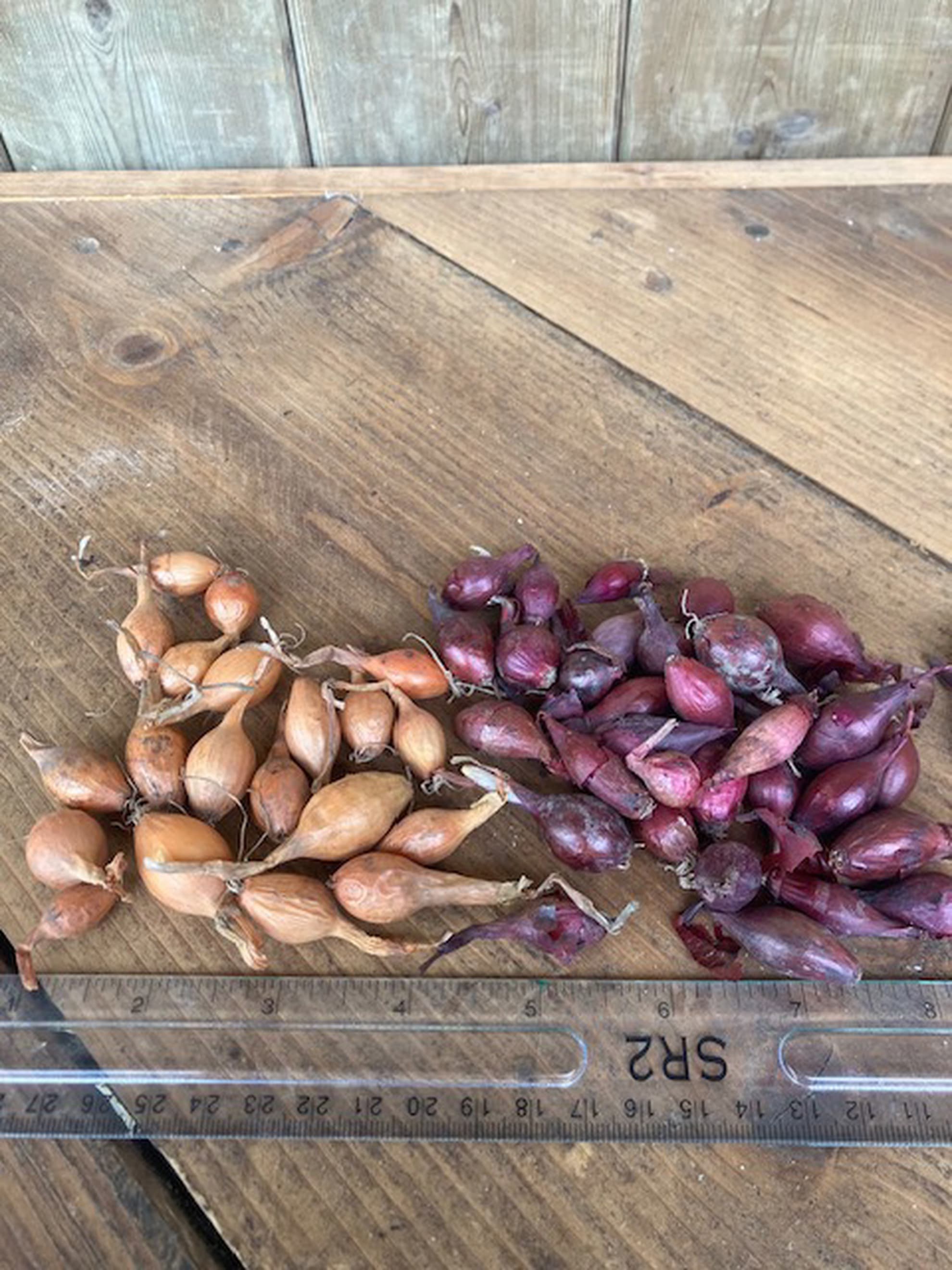 Onions Sets Red